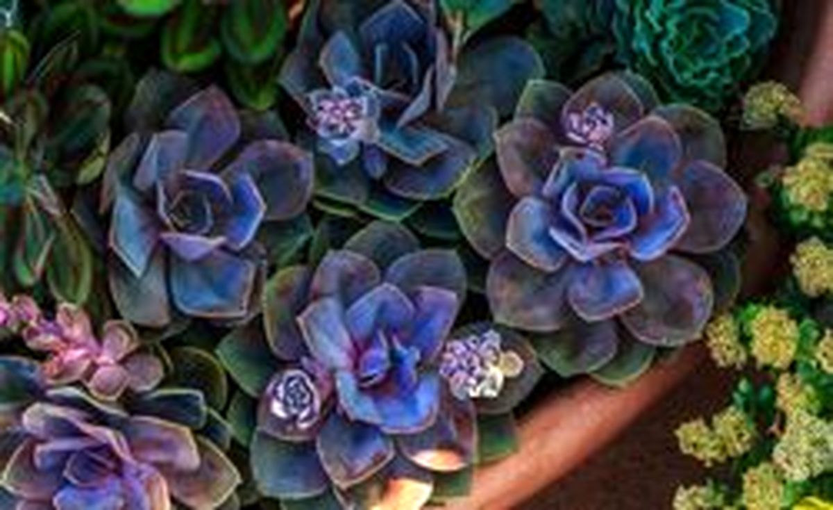 اشوریای با گلهای خوشرنگ پرورش دهید