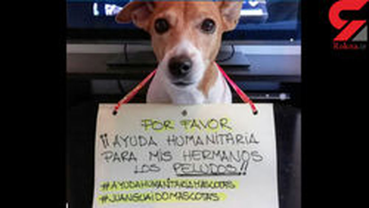 فقرای گرسنه در ونزوئلا سگ‌های خیابان را می‌خورند