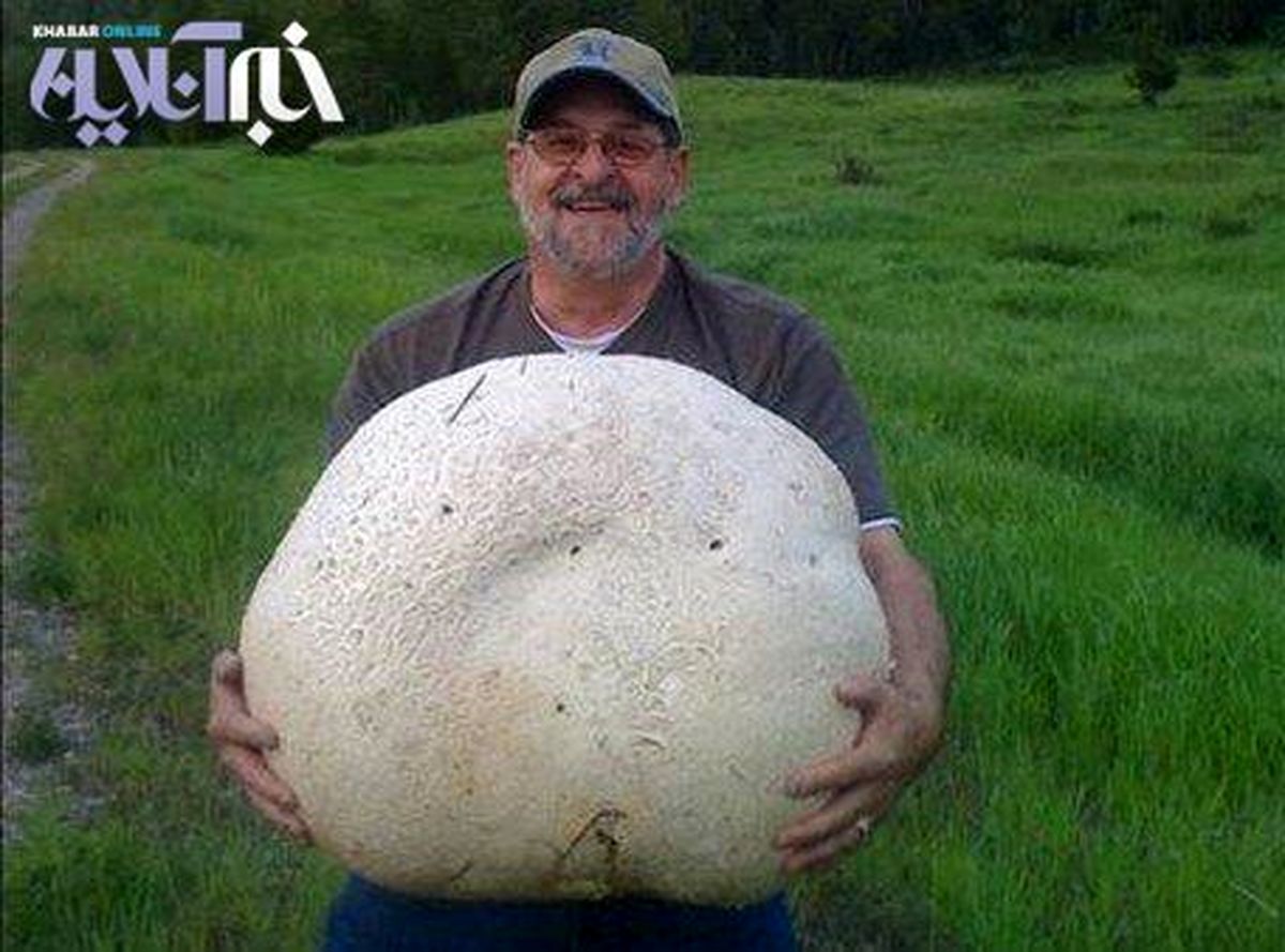 قارچ به این بزرگی دیده بودید؟/عکس