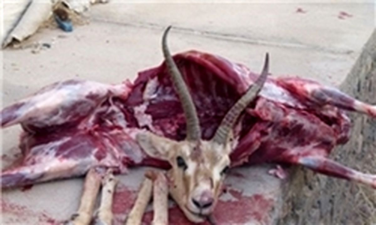 فروش گوشت قوچ وحشی در یک «قنادی»!