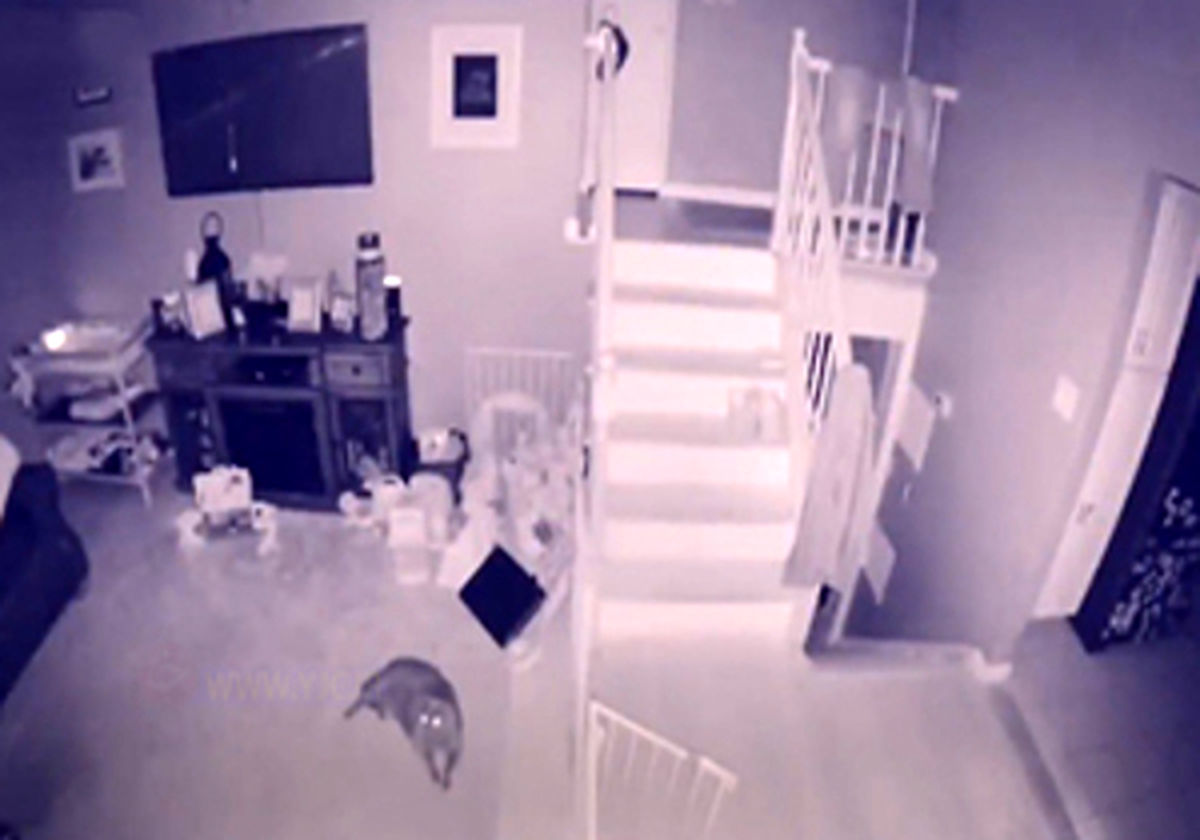 بازبینی دوربین مداربسته یک خانه، مالک آن را شوکه کرد + فیلم