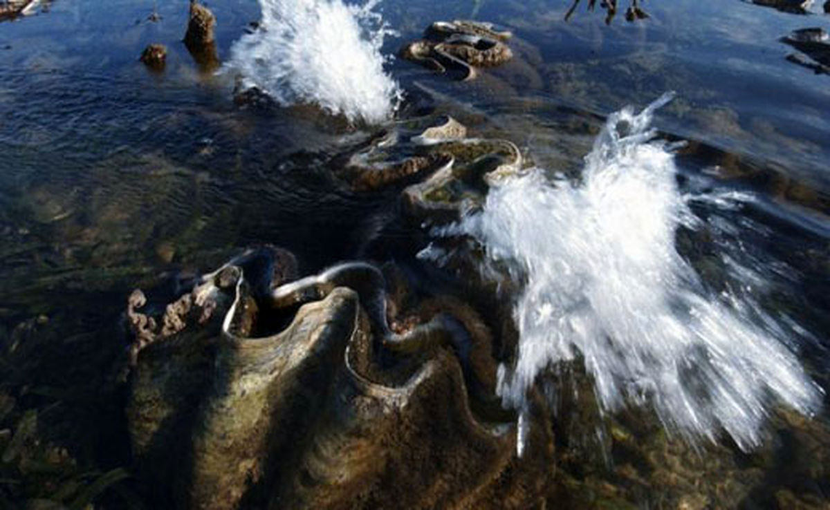 مروارید ۳۴ کیلویی سنگ خوش اقبالی یک صیاد +عکس