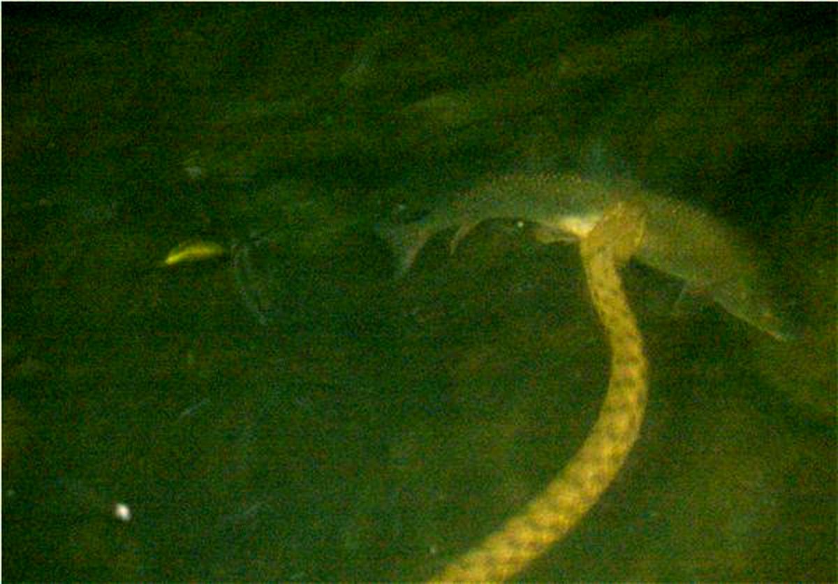 مبارزه نفس‌گیر مار و ماهی / تصاویر