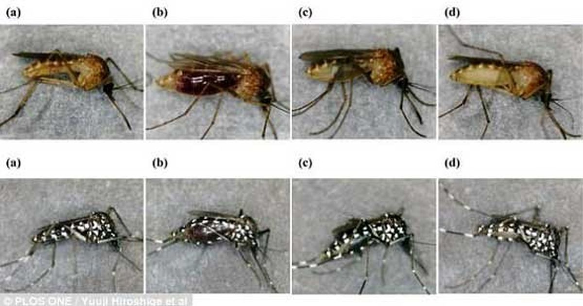 این موجودات موذی، کارآگاه جنایی می‌شوند! +عکس