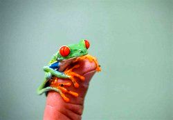 عکس: موجودات بند انگشتی