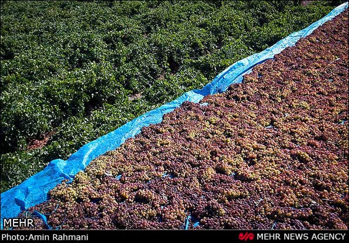 برداشت انگور در تاکستان