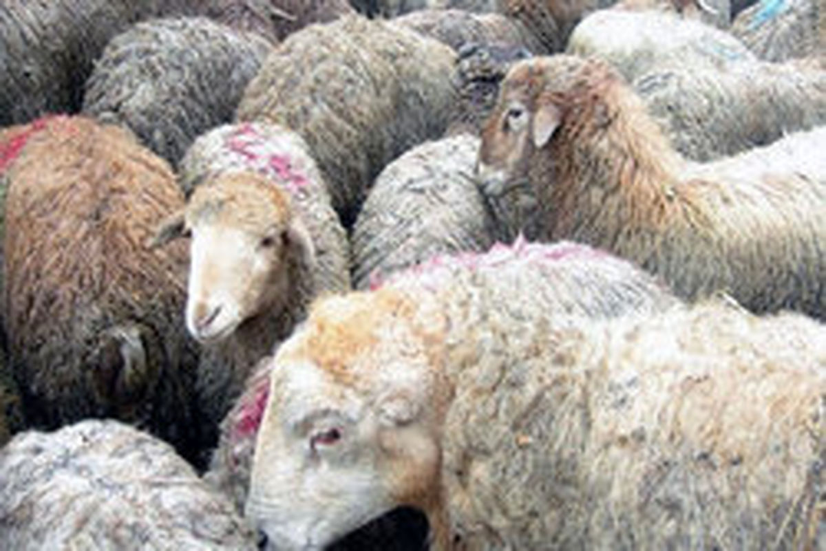 عرضه ۳۰ هزار راس دام در ۲۷ جایگاه میادین میوه و تره‌بار