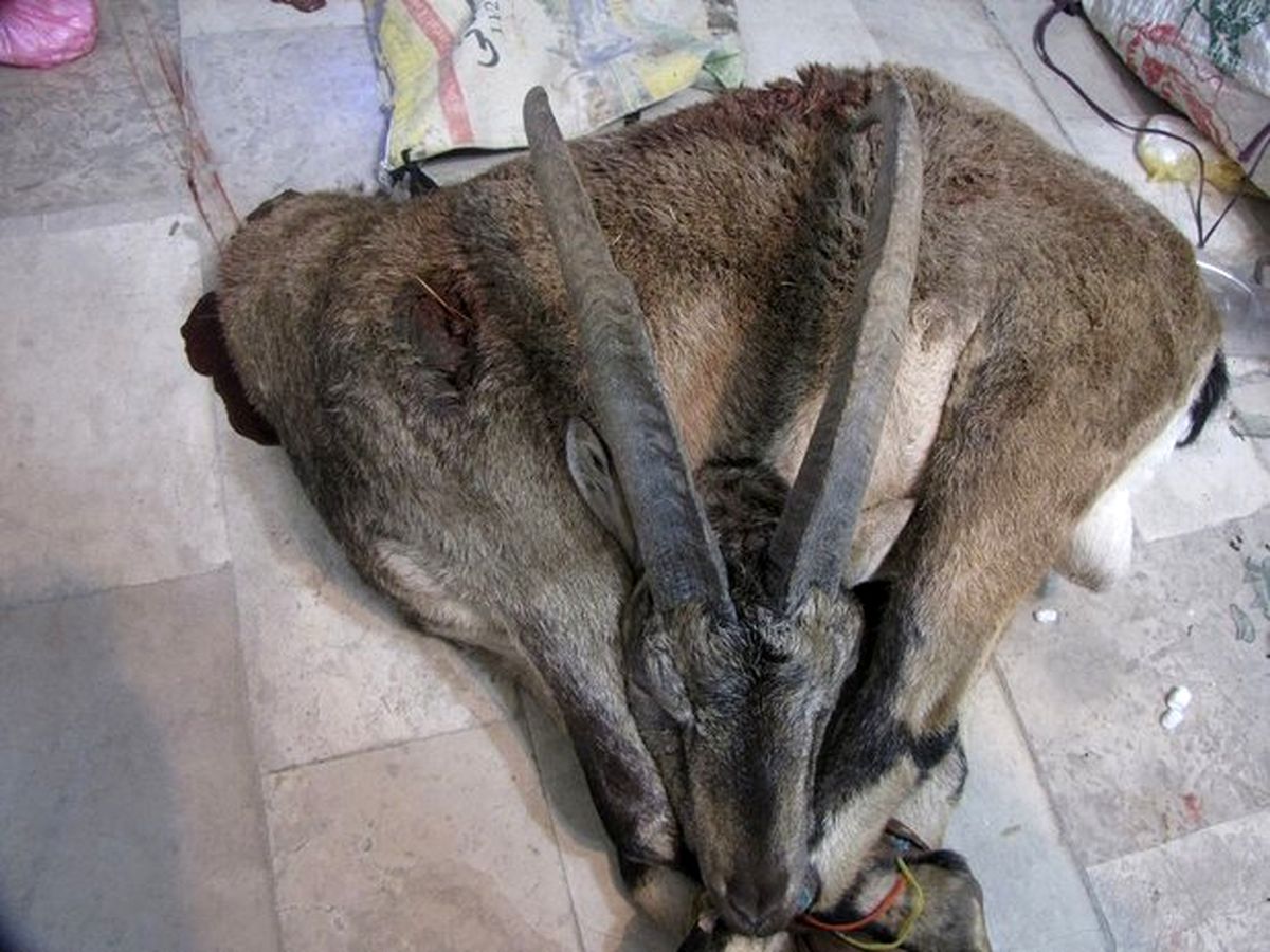 سلطان صخره‌های زاگرس از پای درآمد+عکس