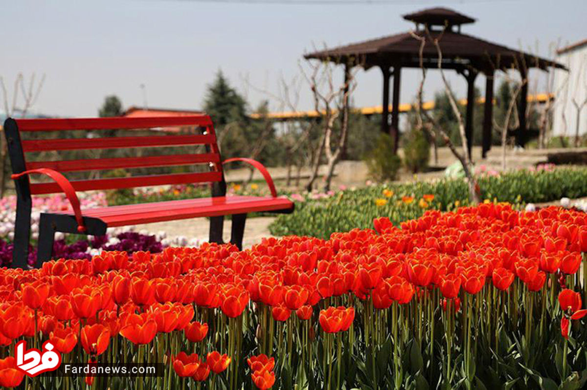 گزارش تصویری: باغ لاله ها در بوستان آبشار تهران
