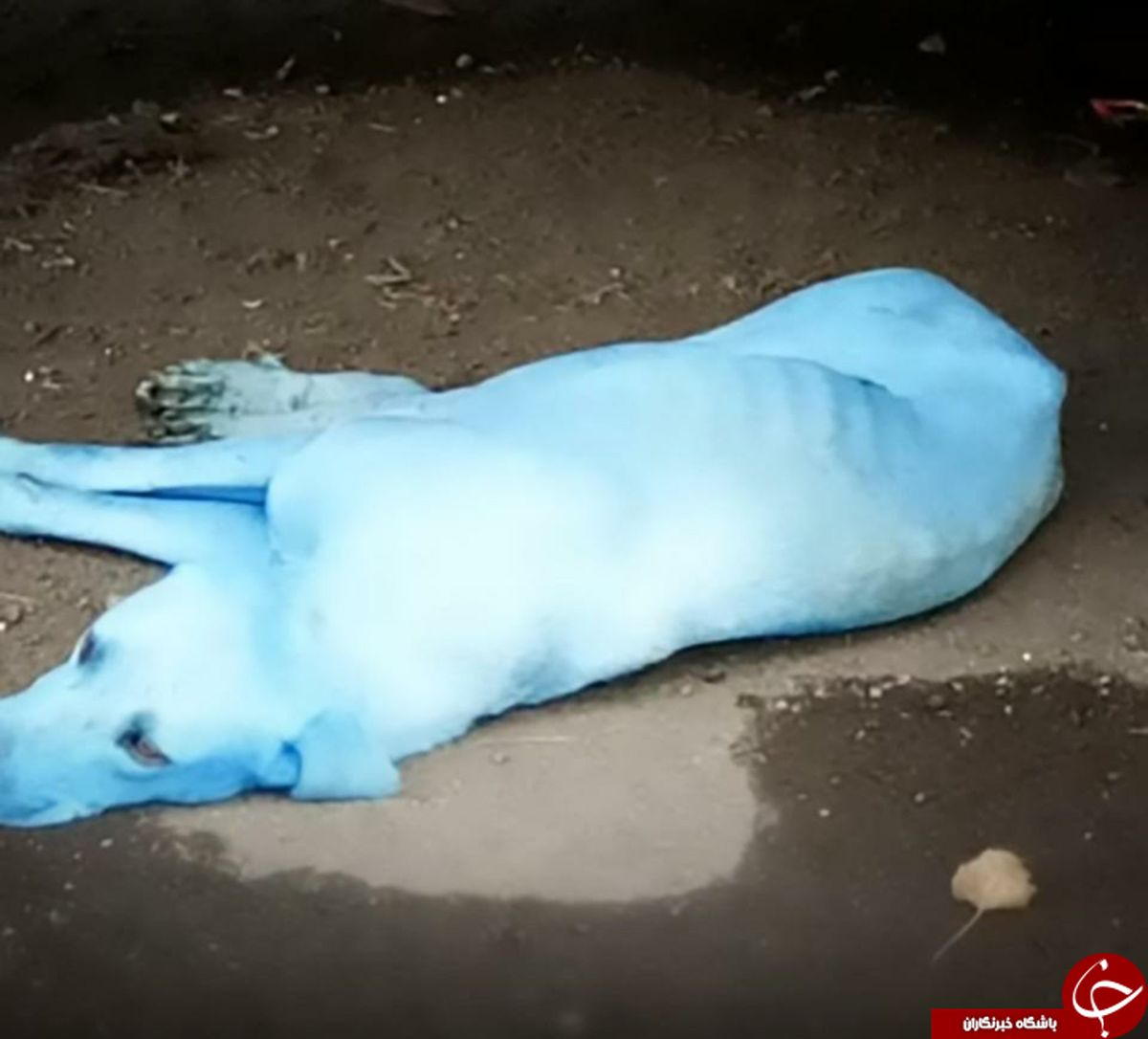 پرسه سگ‌هایی با رنگ‌های عجیب در بمبئی +عکس