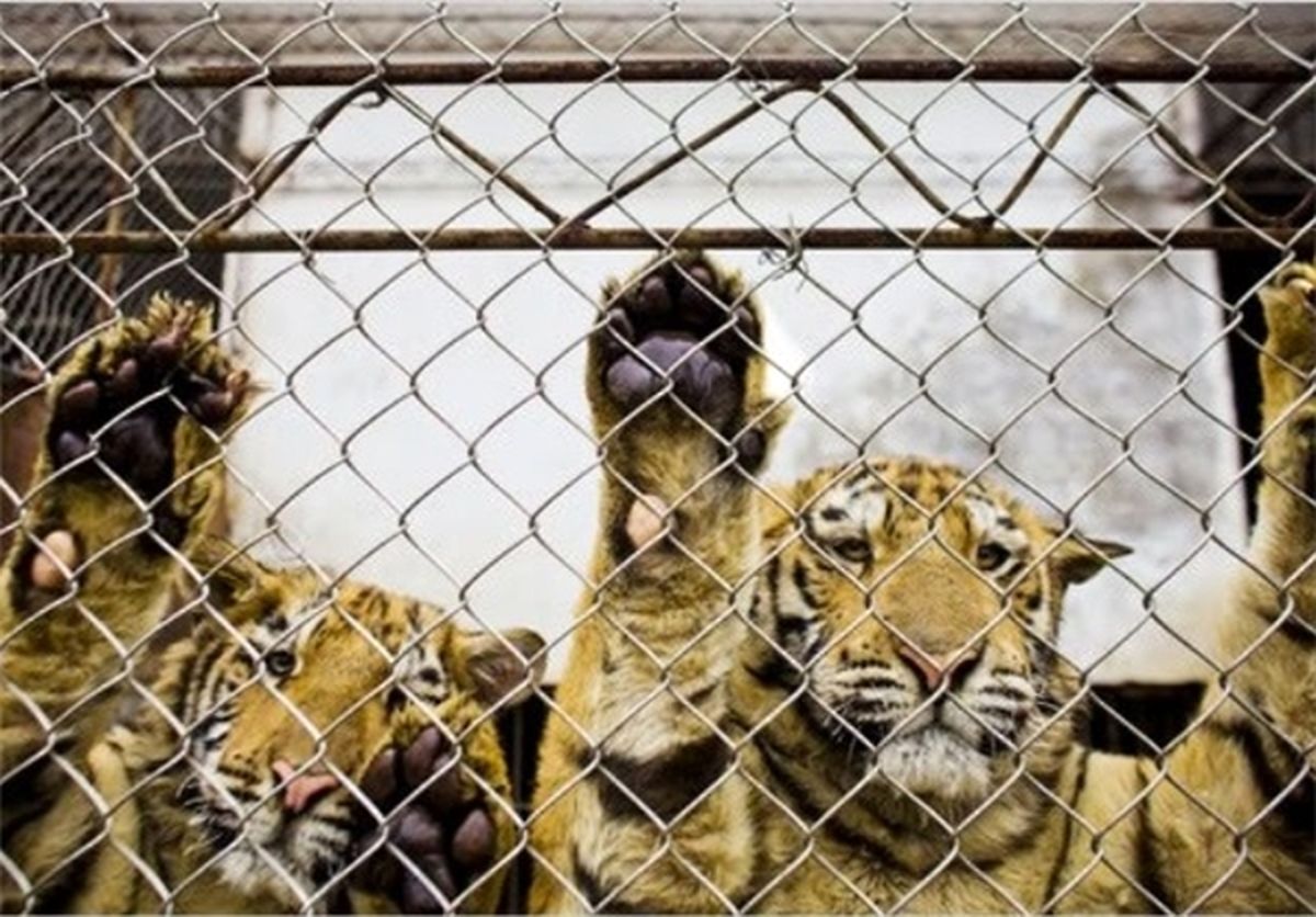 زندگی با ببرها در حیاط خانه/ تصاویر