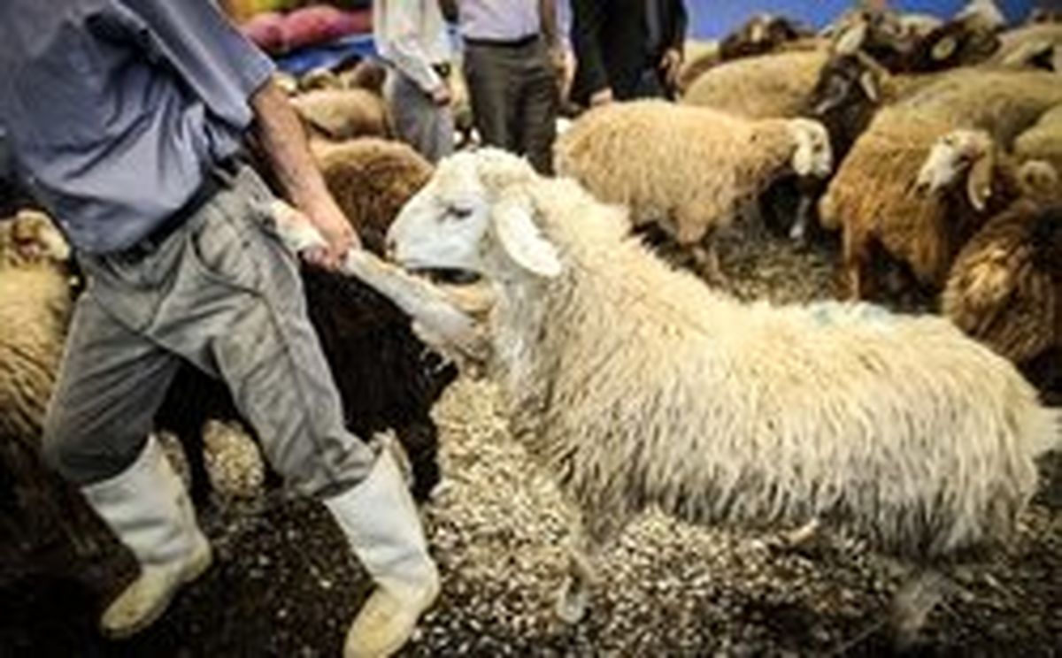 چرا گوشت گران شد؟