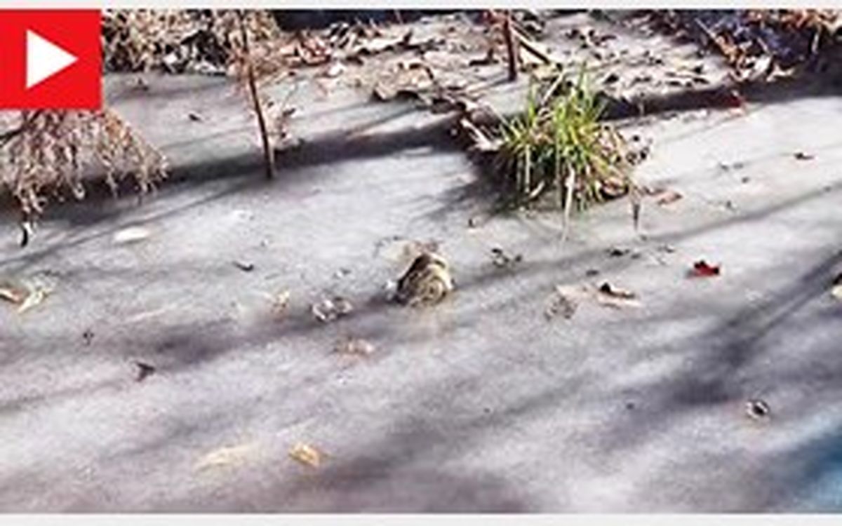 تمساحهای یخ زده چگونه زنده میمانند!؟ +عکس