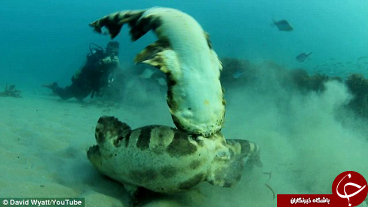 درگیری دو کوسه در اعماق دریا +تصاویر