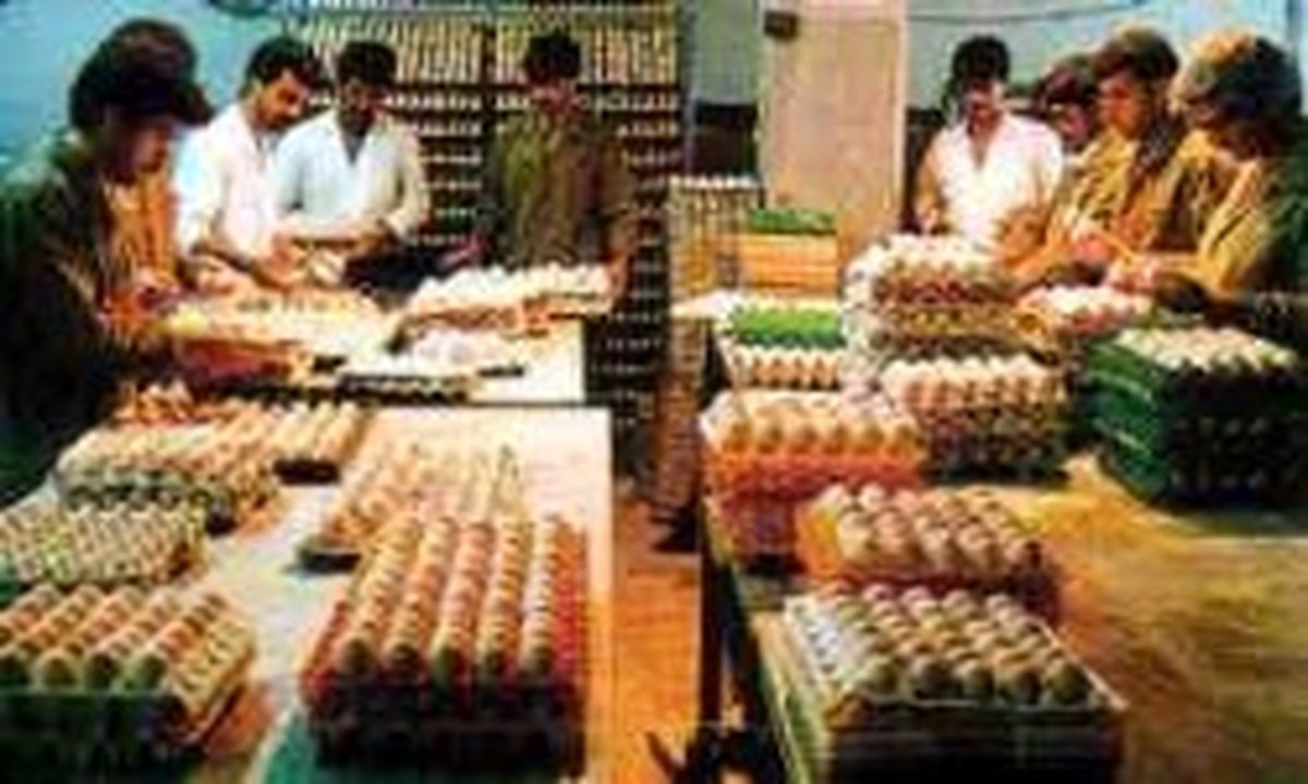 علت نابساماني در بازار مرغ و تخم مرغ