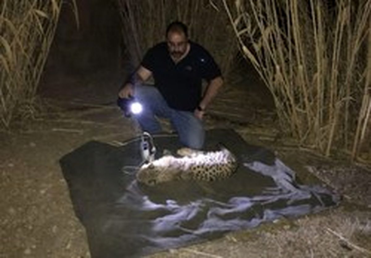 رباینده توله یوزپلنگ آسیایی یک محیط‌بان است!