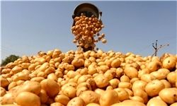 ترکیه از سوریه سیب زمینی وارد میکند