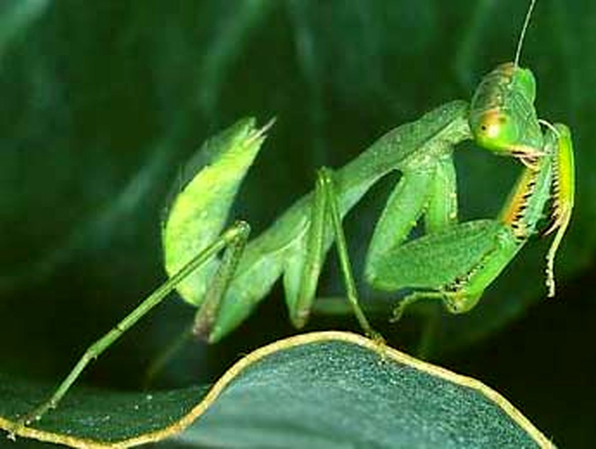 این جاندار، همسرش را میخورد!+عکس