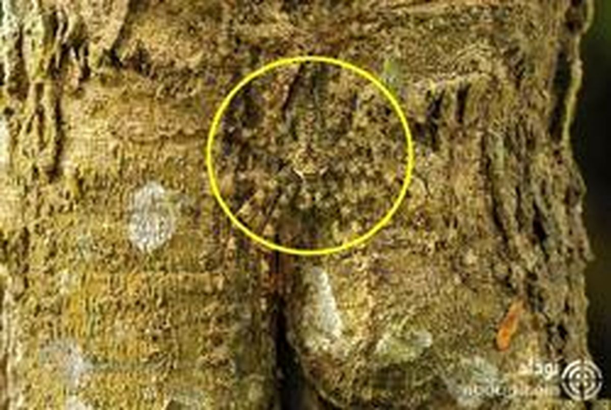 این هم سلطان استتار! +تصاویر