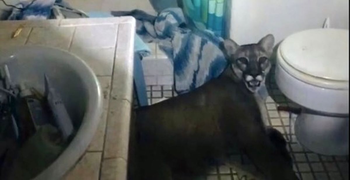 ورود ناگهانی شیر به  خانه، صاحبخانه را تا مرز سکته برد! +فیلم