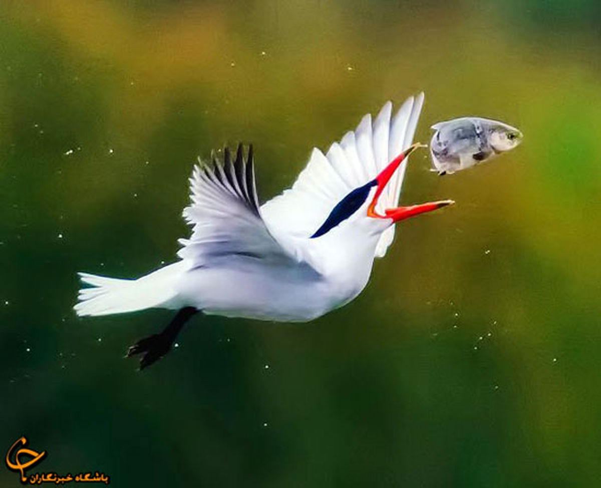 جدال ماهی و پرنده در هوا!/تصاویر