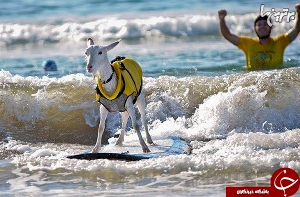 بزی که موج سواری میکند! +تصاویر