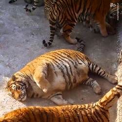 چاق‌ترین ببر جهان +تصاویر