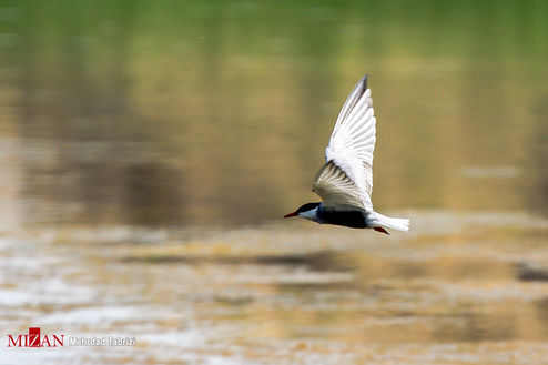 تصاویر: تالاب بین‌المللی درگه سنگی