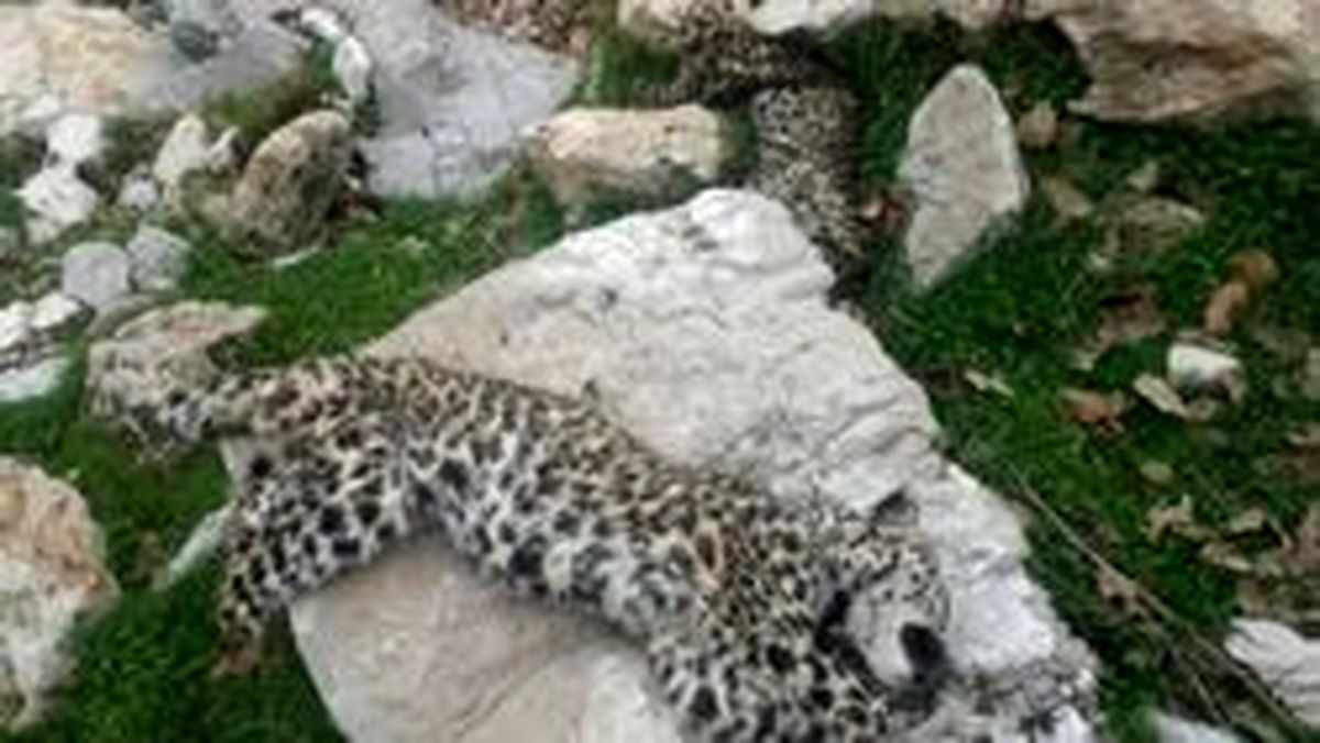 کشف لاشه دو توله پلنگ با پنجه‌های قطع شده!؟