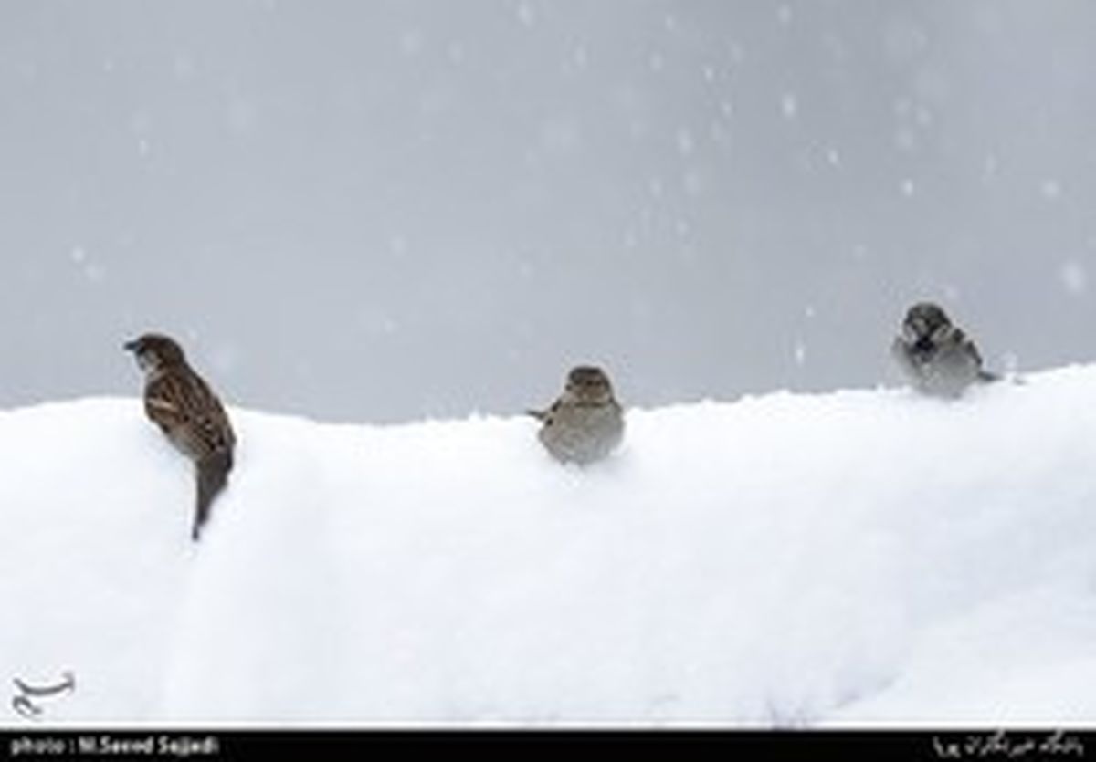 عکس: مامور فرودگاه امام خمینی تا کمر در برف