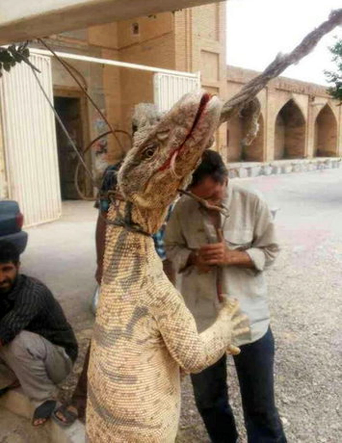 حکم حبس برای قاتلان بزمجه غول‌پیکر