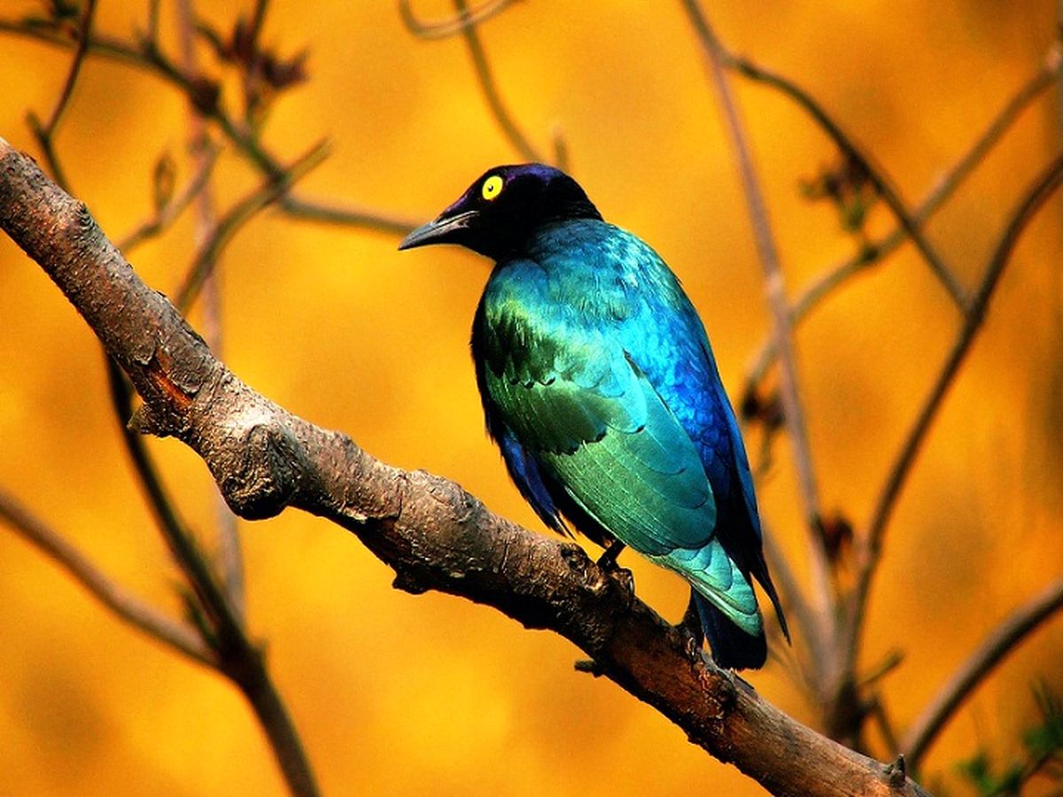 جادوی رنگ ها در طبیعت/عکس