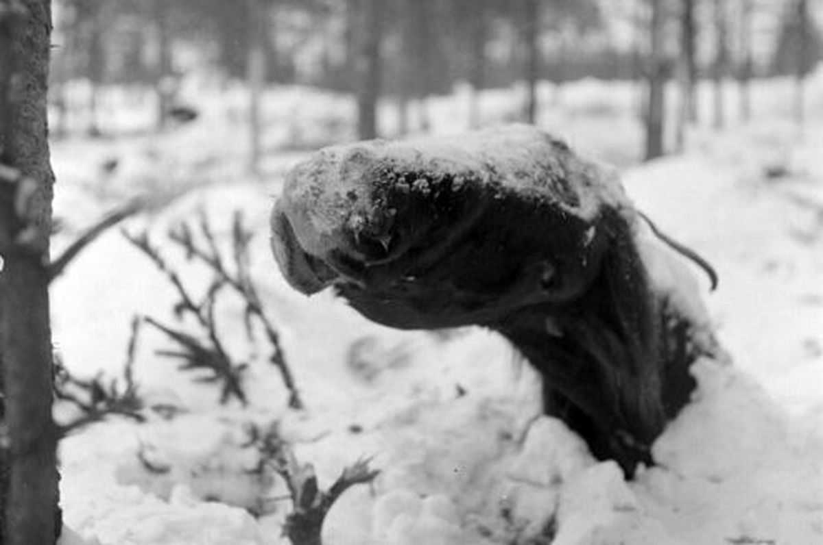 ماجرای شگفت انگیز اسب‌هایی که در رودخانه یخ زدند +عکس