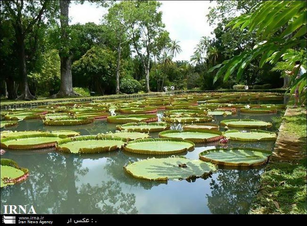 برکه ای با نیلوفرهای آبی غول آسا/عکس
