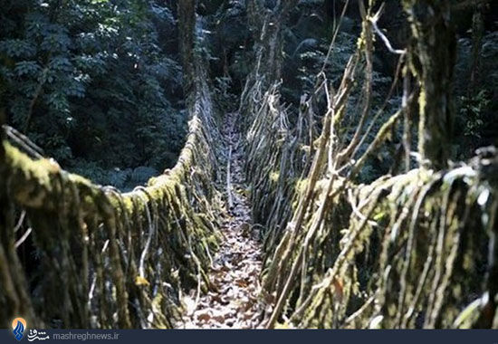 پل‌ های زنده در هند/تصاویر