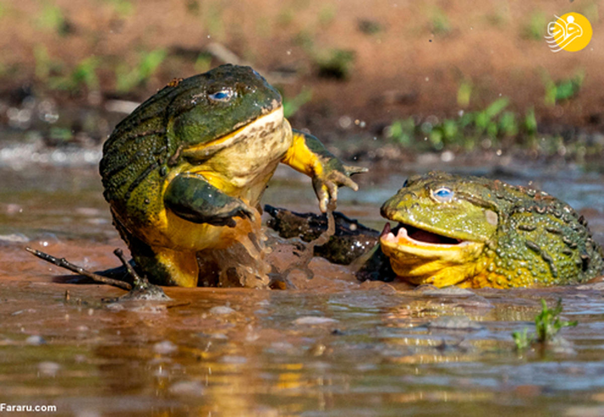 تصاویری نادر از درگیری بین دو گاوغوک