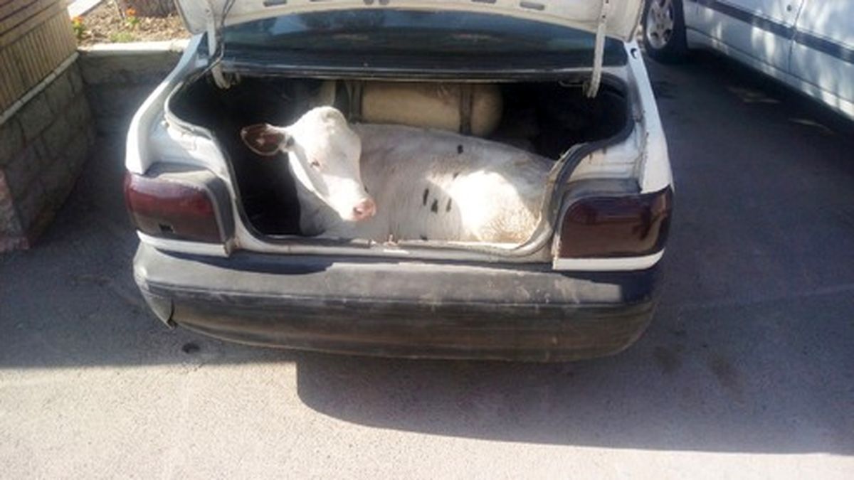 سرقت گوساله با پراید +عکس