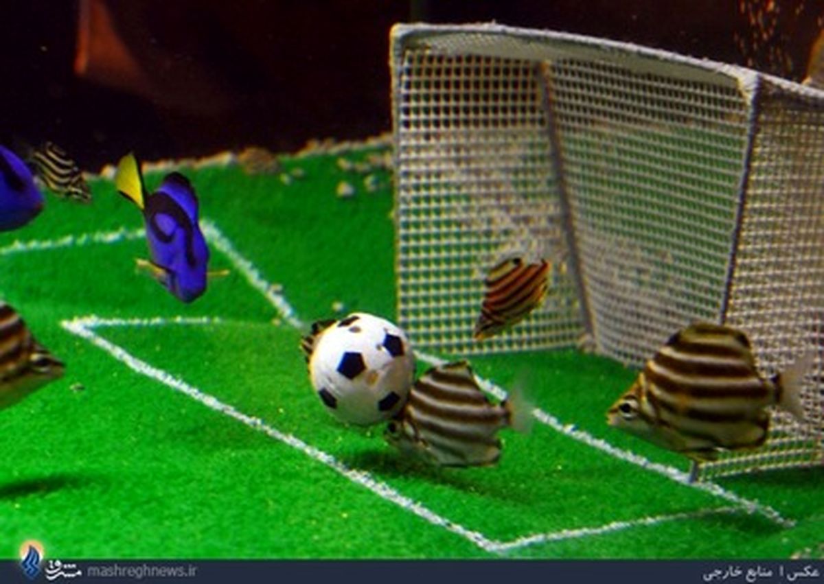 تصاویر/جام جهانی ماهی‌ها