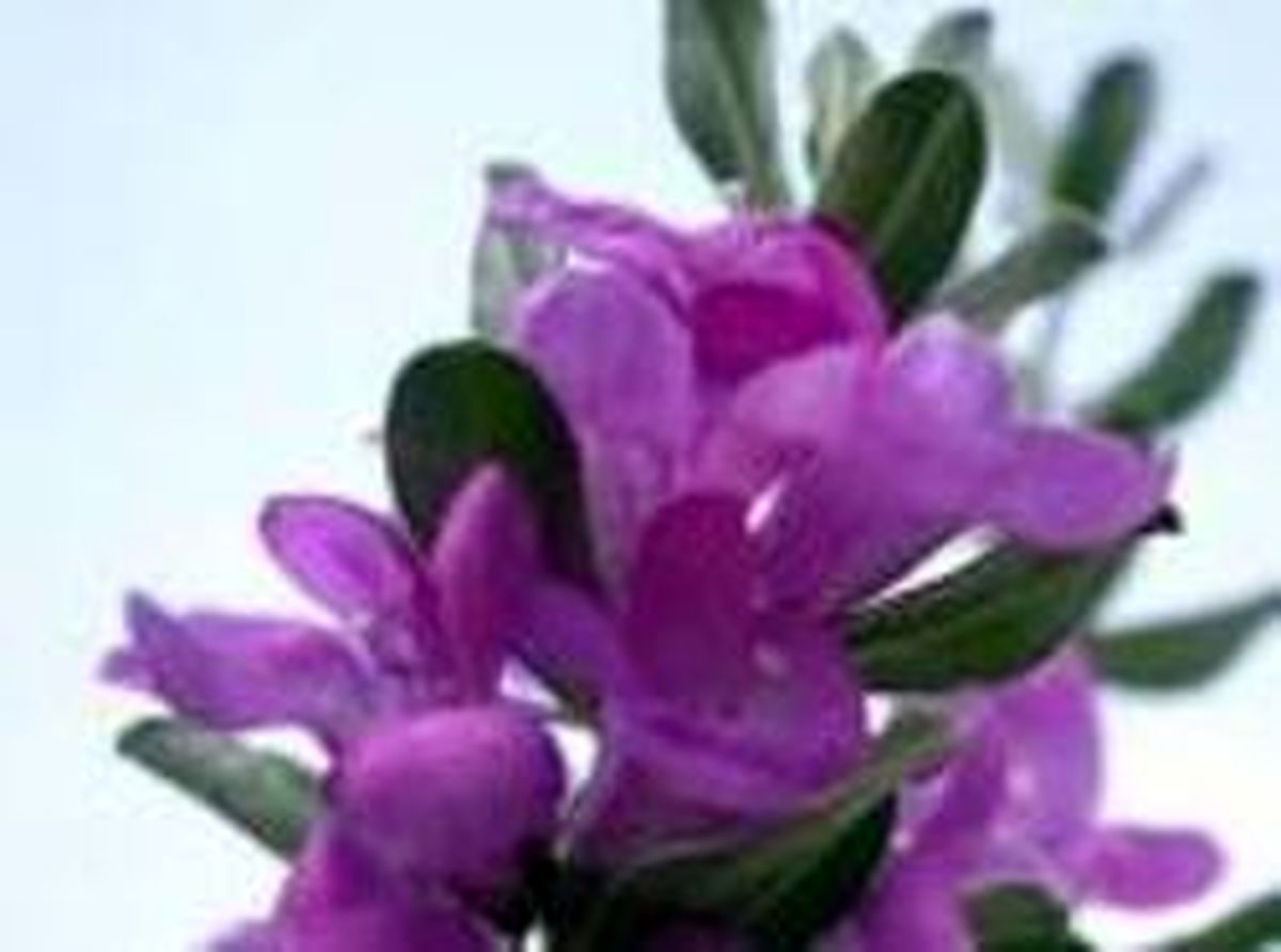 از خواص شگفت انگیز «مریم گلی» غافل نشوید