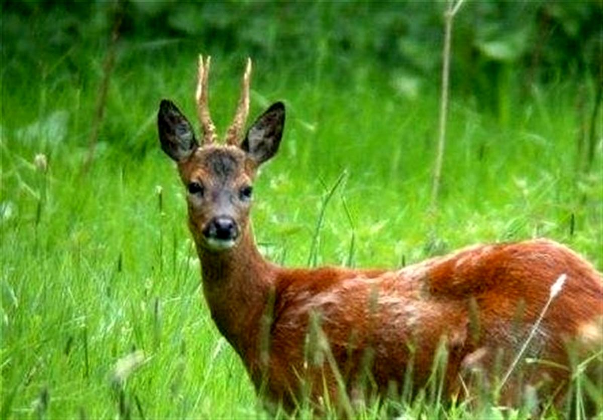 فیلم: رهاسازی گوزن ایرانی در جنگل‌های ارسباران