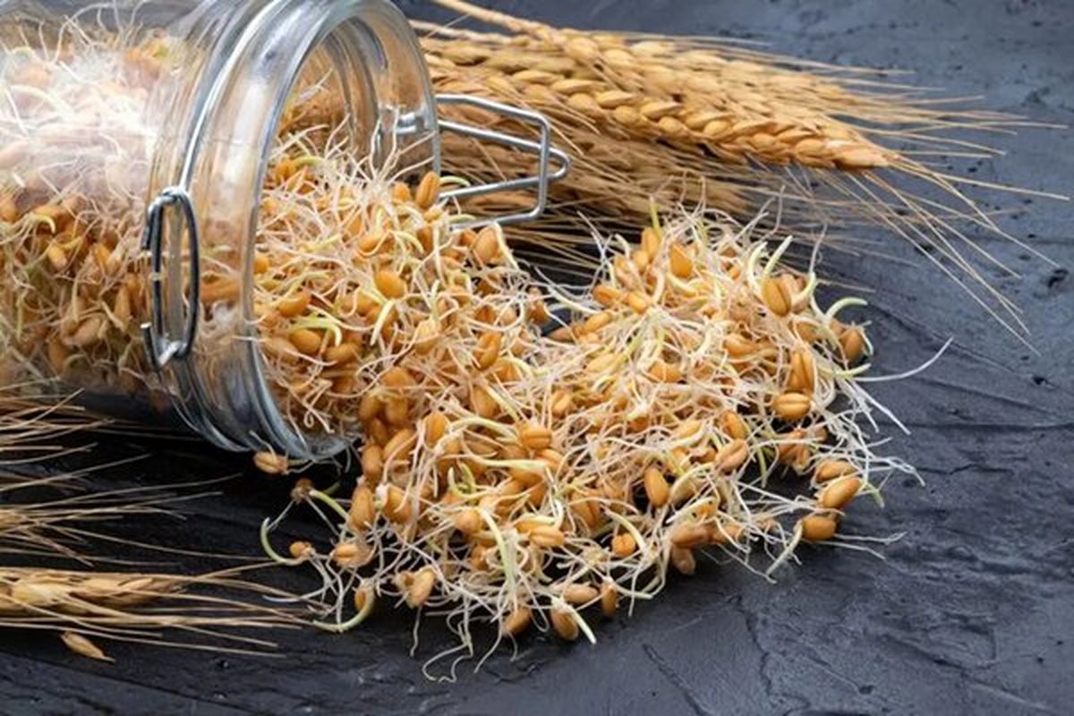 اگر میخواهید وزن اضافه کنید از این گیاه غافل نشوید