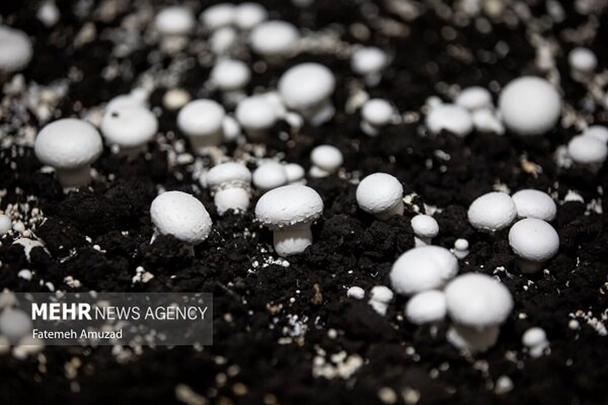 قیمت انواع قارچ در تهران اعلام شد