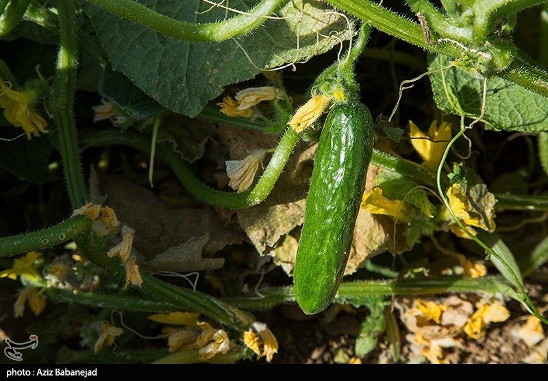 قیمت خیار عجیب شد