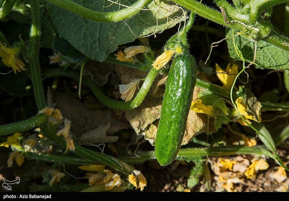 قیمت خیار عجیب شد