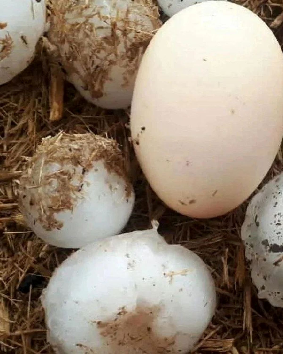 بارش تگرگ هایی به اندازه تخم مرغ در نیشابور+عکس
