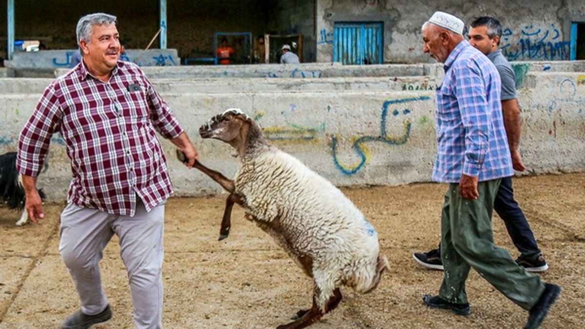 قیمت دام زنده برای عید قربان | ۴۰ هزار تومان ارزان تر بخرید!