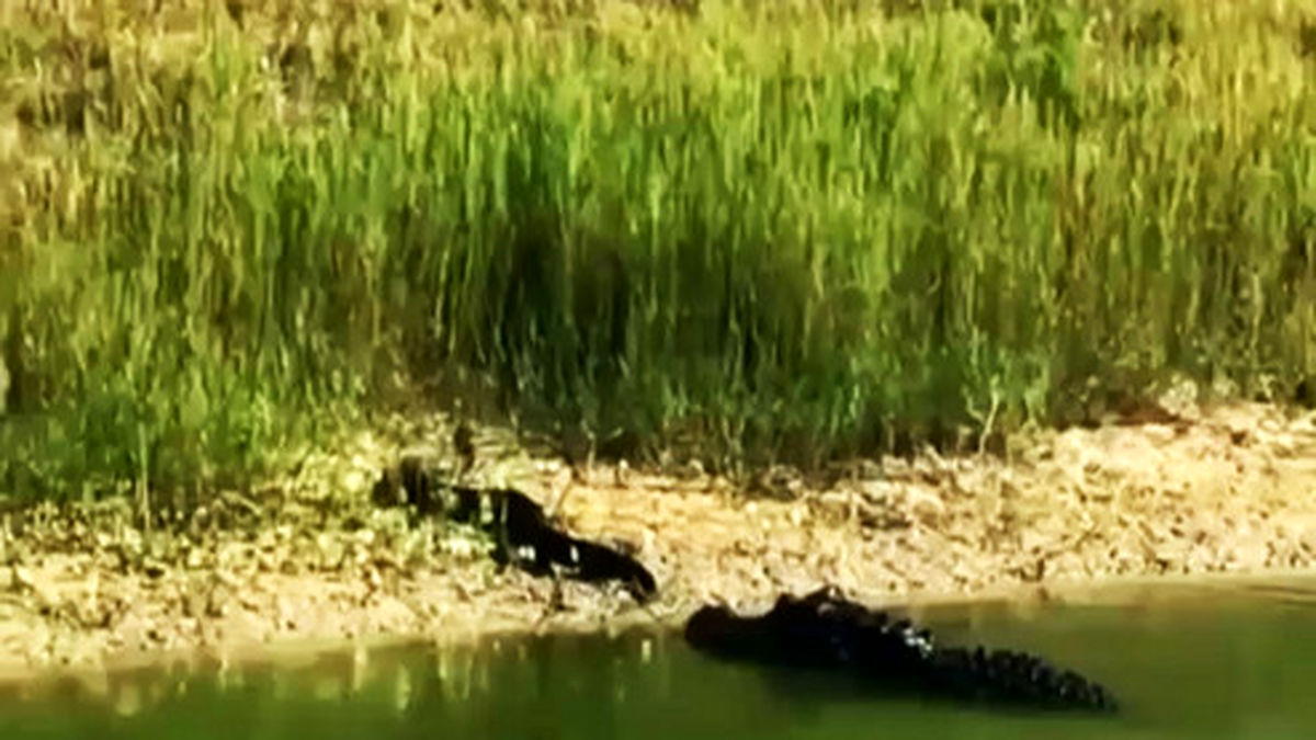 کمین کروکودیل برای شکار مار +فیلم