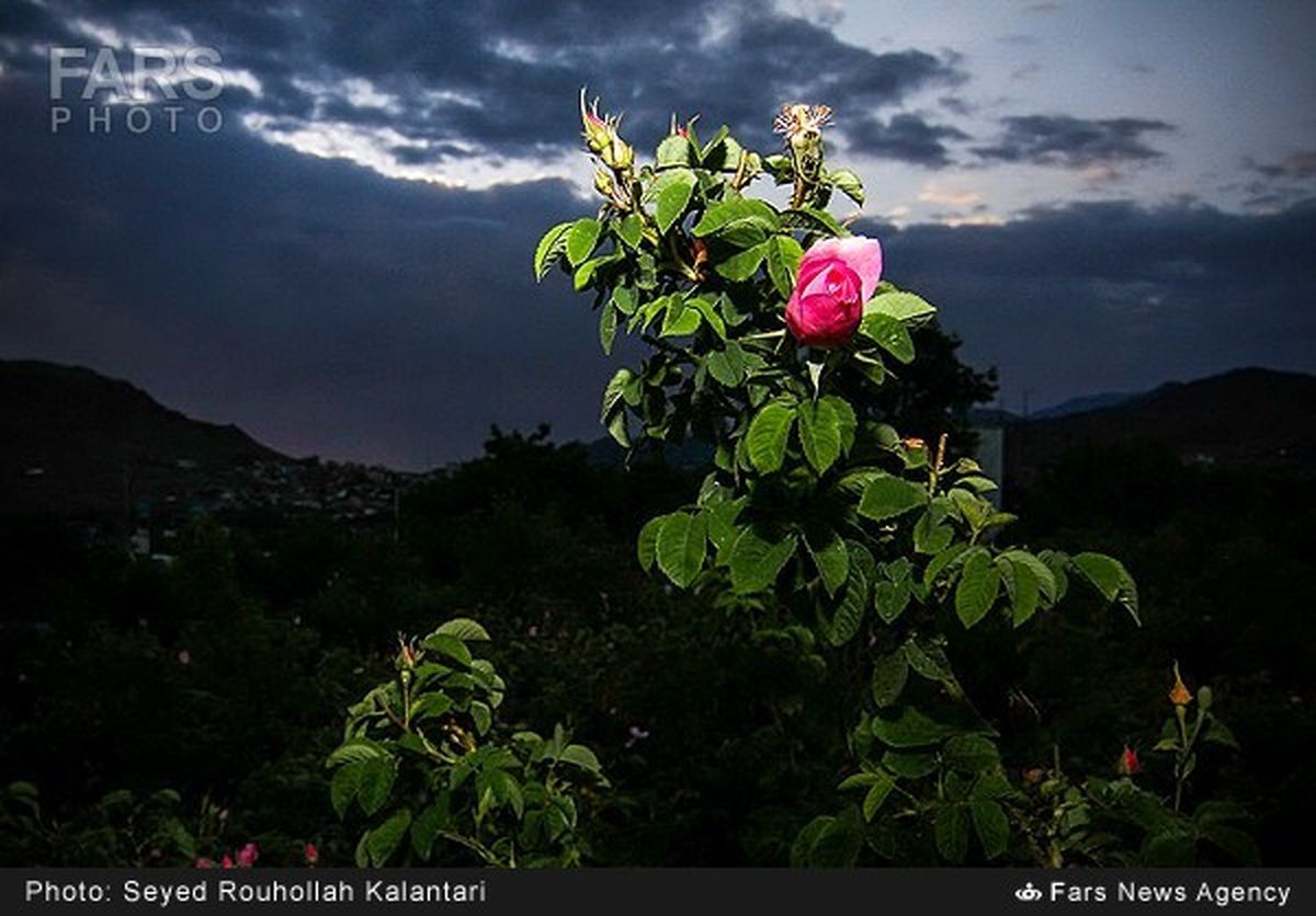 تصاویر / گلاب‌گیری در قمصر کاشان