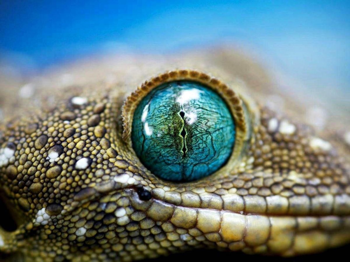 عکس: مارمولک چشم تنگ