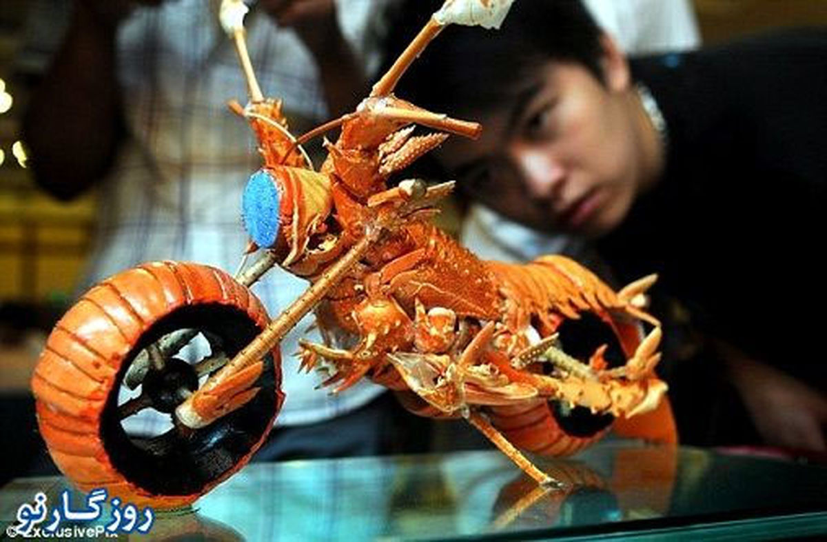 خرچنگ سیکلت! /عکس